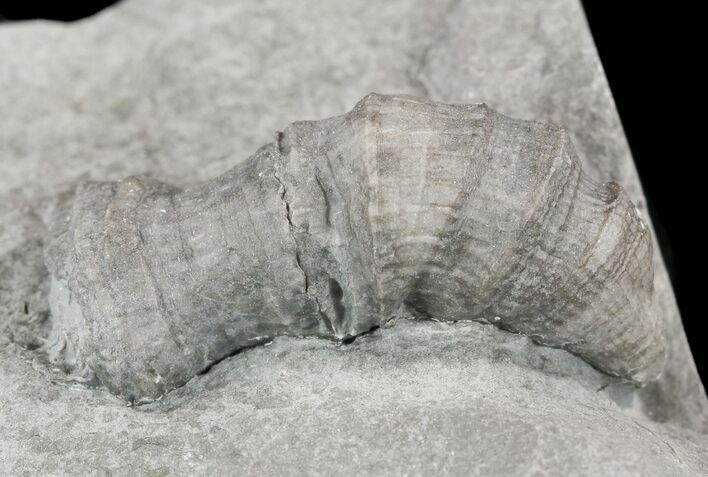 Devonian Horn Coral - New York #50053